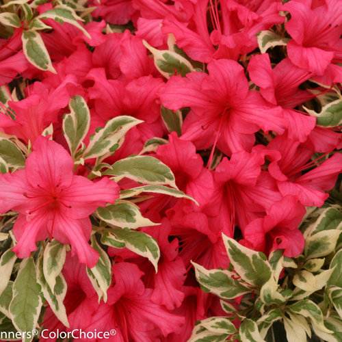 Rhododendron Bollywood 19cm