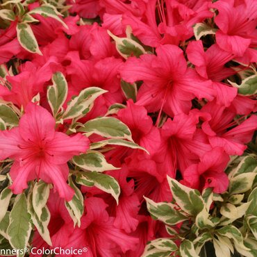 Rhododendron Bollywood 19cm