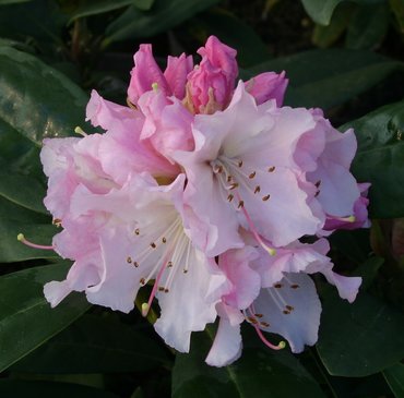 Rhododendron Christmas Cheer 7.5 litre