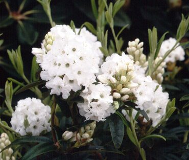 Rhododendron Dwarf Artic Tern 3 Litre