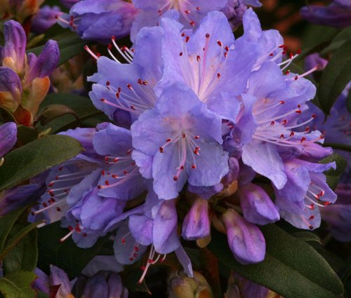 Rhododendron Dwarf Blue Tit 3 litre