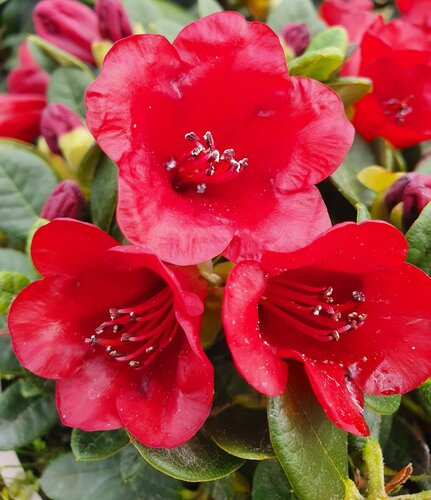 Rhododendron Dwarf Carmen 3 Litre