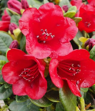 Rhododendron Dwarf Carmen 3 Litre