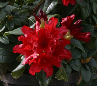 Rhododendron Dwarf Elizabeth Hobie 3 litre