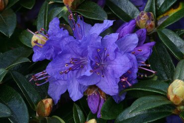 Rhododendron Dwarf Gristede 3 Litre