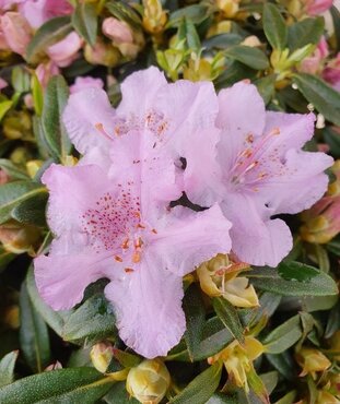 Rhododendron Dwarf Lavandula 3 Litre - image 1
