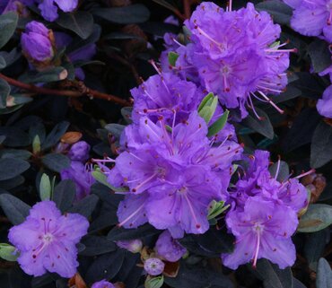 Rhododendron Dwarf Ramapo 3 Litre
