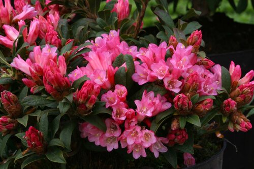 Rhododendron Dwarf Razorbill 3 Litre