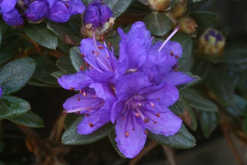 Rhododendron Dwarf Sacko 3 Litre