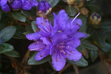 Rhododendron Dwarf Sacko 3 Litre