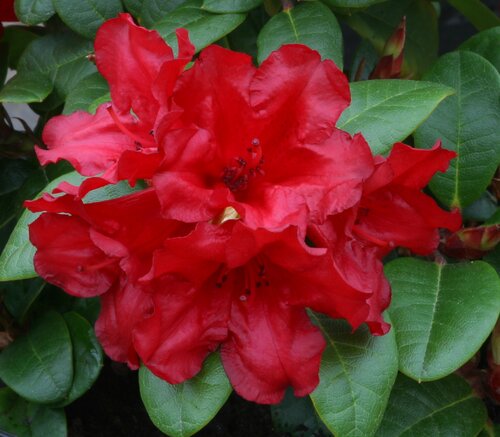 Rhododendron Dwarf Scarlet Wonder 3 Litre