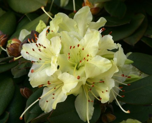 Rhododendron Dwarf Shamrock 3 litre