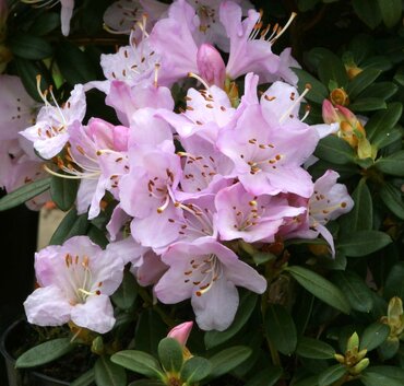 Rhododendron Dwarf Snipe 3 Litre