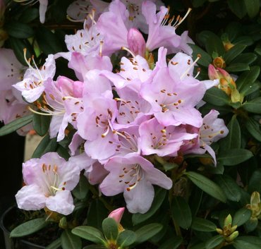 Rhododendron Dwarf Snipe 3 litre
