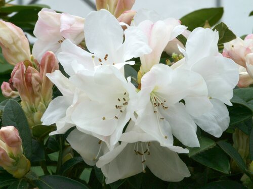 Rhododendron Dwarf Tinkerbird 3 Litre