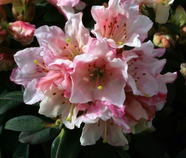 Rhododendron Dwarf Wee Bee 3 litre