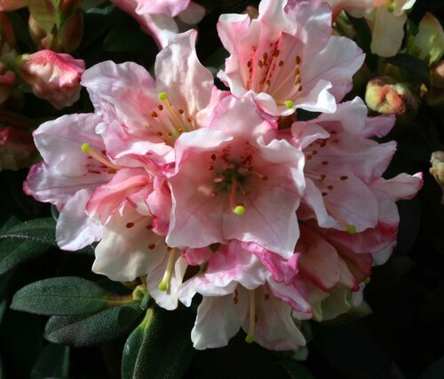 Rhododendron Dwarf Wee Bee 3 Litre - image 1
