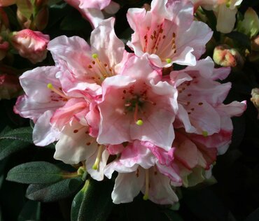 Rhododendron Dwarf Wee Bee 3 Litre