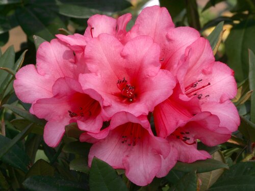 Rhododendron Dwarf Winsome 3 Litre