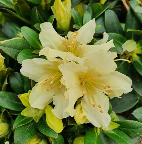Rhododendron Dwarf Wren 3 Litre