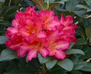 Rhododendron Golden Gate 7.5 litre