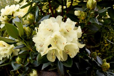 Rhododendron Goldkrone 7.5 litre