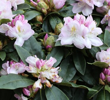 Rhododendron Gomer Waterer 5 Litre - image 1