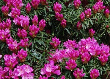 Rhododendron 'Grazeasy Dark Pink' 5 Litre
