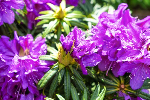 Rhododendron 'Grazeasy Purple' 5 Litre
