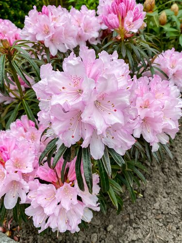 Rhododendron 'Grazeasy Soft Pink' 5 Litre