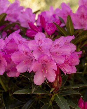 Rhododendron Graziella 7.5 Litre - image 1