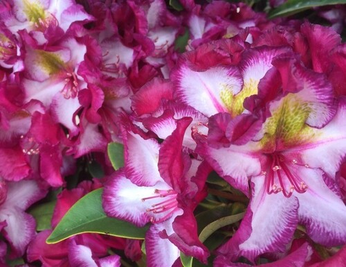 Rhododendron Happy Dendro Pushy Purple 5 Litre