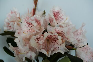 Rhododendron Hardy Hybrid Double Dots 7.5 Litre