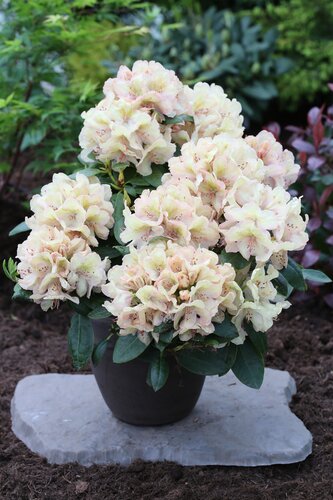 Rhododendron Hybrid Belkanto IV 5 Litre
