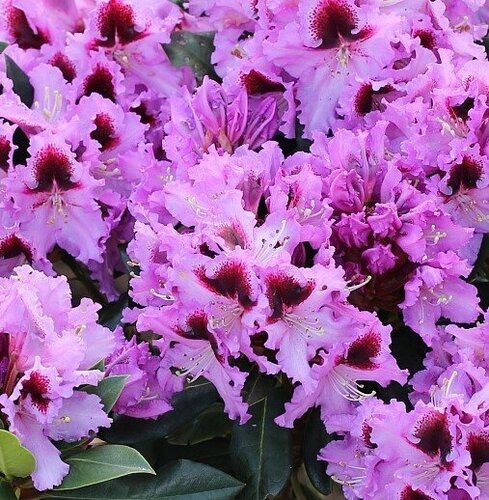 Rhododendron Blaue Jungs 5 Litre - image 1