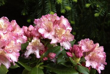Rhododendron Hybrid Brasilia III 5 Litre