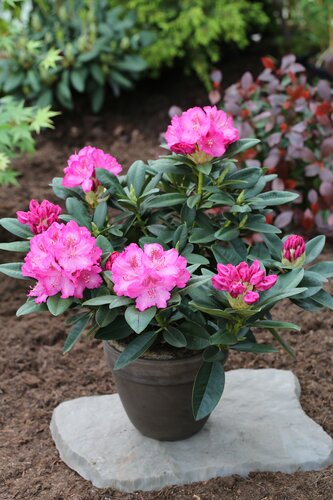 Rhododendron Hybrid Constanze II 5 Litre