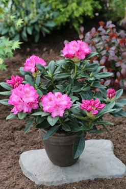 Rhododendron Hybrid Constanze II 5 Litre