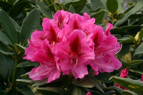 Rhododendron Hybrid Cosmopolitan 7.5 litre