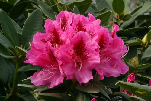 Rhododendron Hybrid Cosmopolitan 7.5 Litre