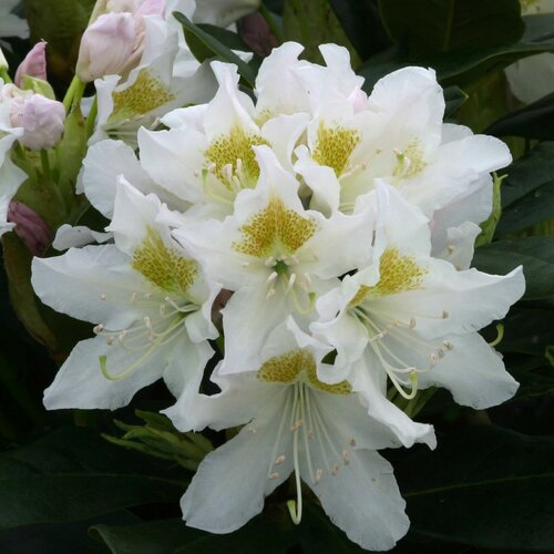 Rhododendron Hybrid Cunningham's White 20 Litre
