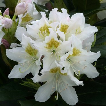 Rhododendron Hybrid Cunningham's White 20 litre
