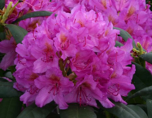 Rhododendron Hybrid Delta 7.5 litre