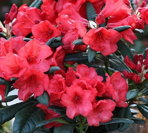 Rhododendron Hybrid Elizabeth Red Foliage 6 Litre