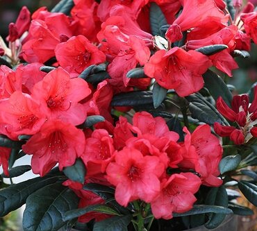Rhododendron Hybrid Elizabeth Red Foliage 6 Litre