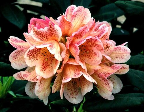 Rhododendron Hybrid Firelight 7.5 Litre