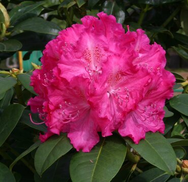 Rhododendron Hybrid Germania 7.5 Litre