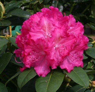 Rhododendron Hybrid Germania III 5 Litre