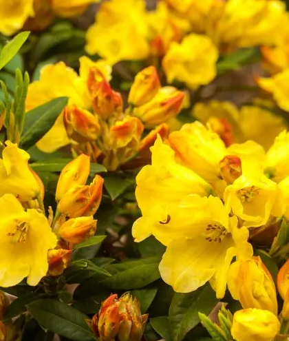 Rhododendron Hybrid Golden Everest 5 Litre