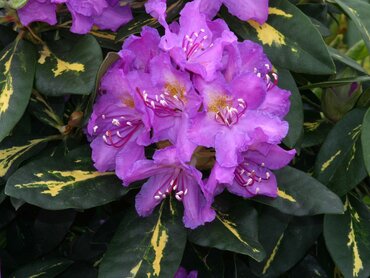 Rhododendron Hybrid Goldflimmer 7.5 litre